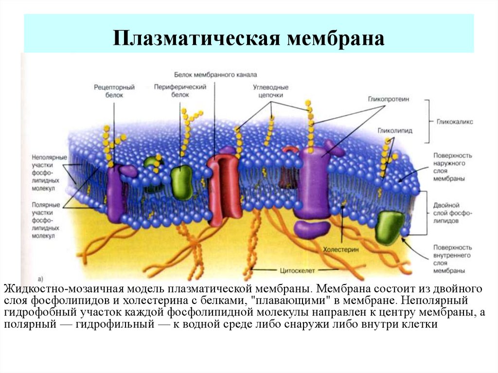 Плазматическая мембрана клетки образована из веществ. Плазматическая мембрана гликокаликс. Структура клетки плазматическая мембрана. Цитоплазматическая мембрана плазмалемма. Структурные компоненты плазматической мембраны клетки.