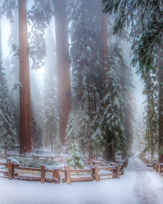 Картинка Sequoia in Winter на Nokia Lumia 800